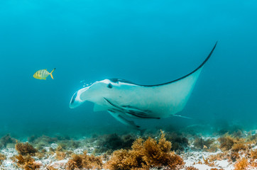 Manta ray swimming in the wild in clear turquoise water