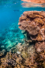 Colorful coral reef formations in clear blue ocean