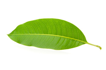 Mango leaves isolated on white background