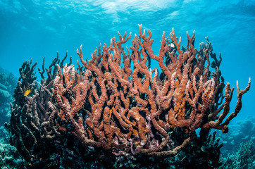 Fototapeta na wymiar Colorful coral reef formations in clear blue ocean