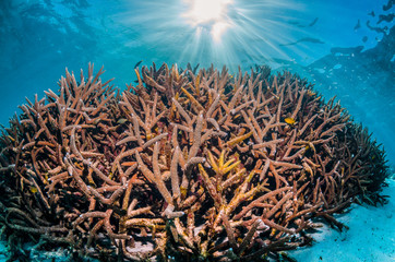 Fototapeta na wymiar Colorful coral reef formations in clear blue ocean