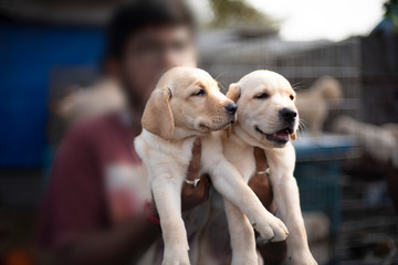 A local young boy caressing cute Labrador puppies in a street shop in a pet market in Kolkata.