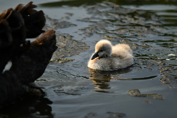 Fototapeta premium Black swan and cygnet, ugly duckling