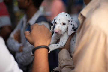 A cute dalmatian puppy is cuddled in the lap of a man in the street. 