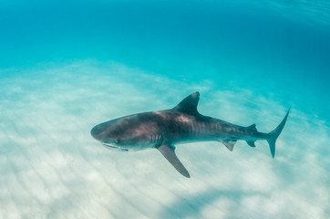 Tiger shark swimming over sandy sea bed