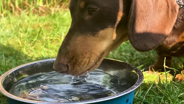 miniature Dachsund drinking water from a bowl in slow motion on the grass