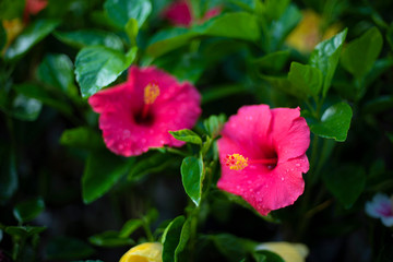 A bunch of vibrant colored flowers displayed in a market.