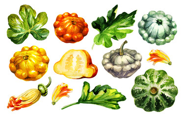 Pattypan squash. Hand drawing-watercolor on white background. It can be used for decoration of cards, stickers, encyclopedias, menus.