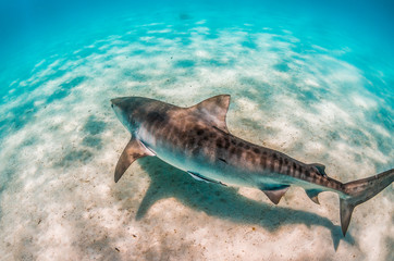 Fototapeta premium Tiger shark swimming over sandy sea bed