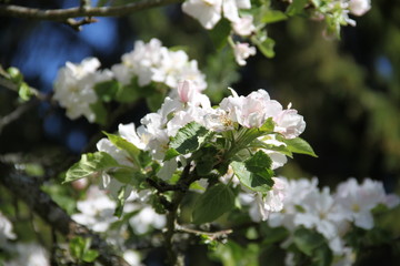 Fototapeta premium White fresh apple tree bud fertile blossom