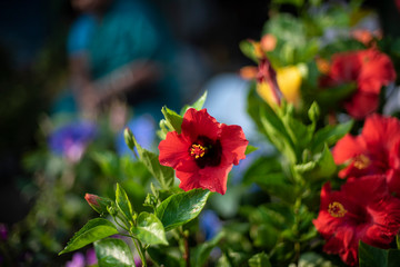 A bunch of vibrant colored flowers displayed in a market.