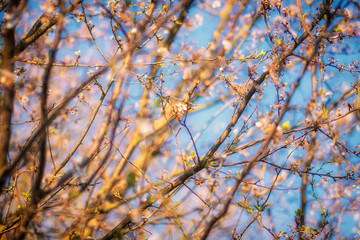 Blühende Zweige am Baum, romantisch