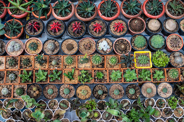 Different species of cactus are displayed in a local street shop in the morning. Textured background.