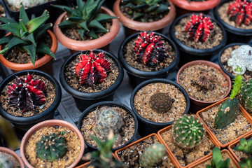 Different species of cactus are displayed in a local street shop in the morning. Textured background.