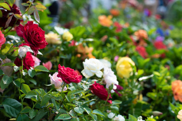 A bunch of vibrant colored flowers displayed in a market.