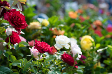 A bunch of vibrant colored flowers displayed in a market.