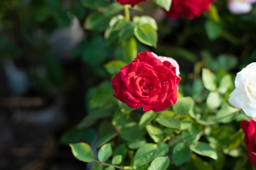 A bunch of vibrant colored flowers displayed in a market.