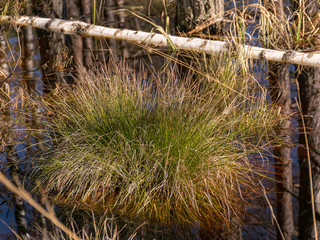 swamp grass texture