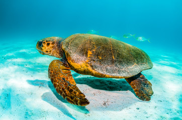 Loggerhead turtle swimming along the sea floor