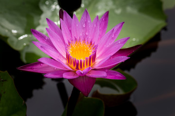 Blooming Lotus flower or Water Lily on the pond. With sunset time.	