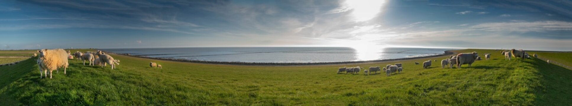 Panoramic view of sheep and lambs on a dike in the sun at the North Sea, Westerdeichstrich, B&uuml;sum, Schleswig-Holstein, Germany, flock of sheep with lamb in field or dike, wool on the hoof
