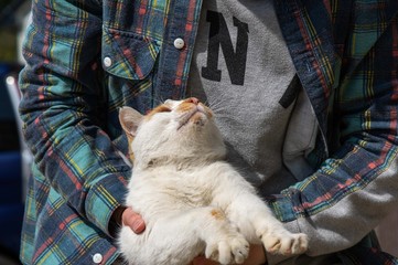 猫を持ち上げる