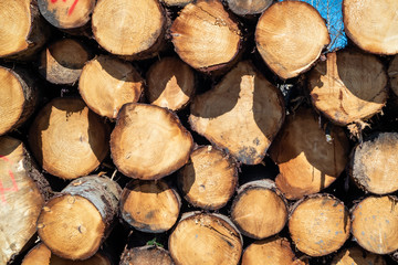 Timber stacks at Bonny Glen in County Donegal - Ireland