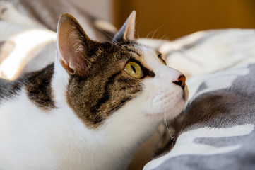 見つめる猫ちゃん