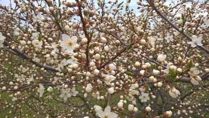 blossoming branches of a tree