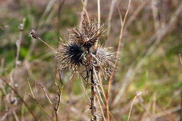 Dry field flowers on a meadow, in early spring, illuminated by the sun