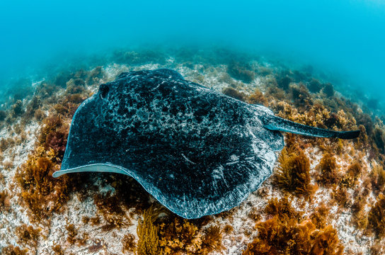 Giant Stingray Swimming Over The Sea Floor