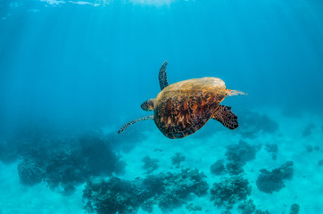 Green turtle swimming in the wild among colorful hard corals