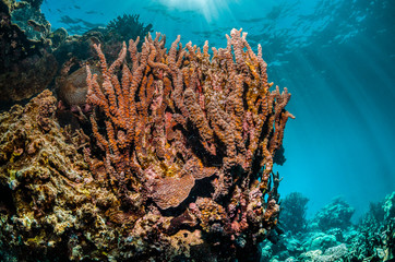 Fototapeta na wymiar Colorful coral reef formations in crystal clear water