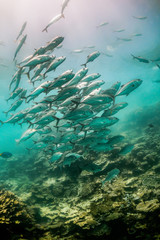 Naklejka na ściany i meble Schooling pelagic fish swimming together in clear blue water