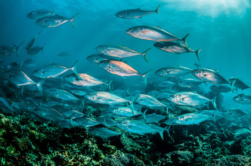 Schooling pelagic fish swimming together in clear blue water