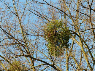 Red squirrel or Eurasian red squirrel  nest in a mistletoe in the Tilia tree. Spring 2020, Hanover,...