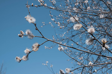 tree, willow opened its buds for easter