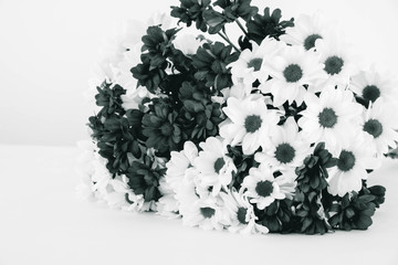 Fototapeta premium gift for a girl, a large bouquet of black and white chrysanthemums