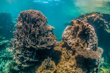 Colorful coral reef formations in crystal clear water