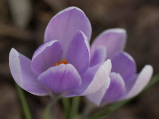 pretty crocus on colorful background. spring flowers. blossom. view of blooming spring flowers growing in wildflife. purple crocus growing