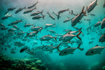 Schools of fish swimming together in deep blue water, with sun rays shining through the surface