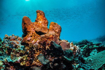 Colorful coral reef formations in clear blue ocean