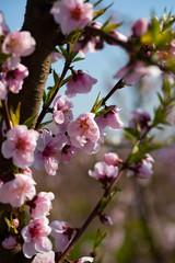 Fototapeta na wymiar Peach flowers on tree branches