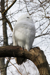 fluffy snowy owl (Bubo scandiacus) sitting on the branch