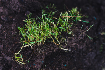 close-up of clump of grass dug up outdoor in sunny backyard