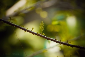 close up of a branch of a tree