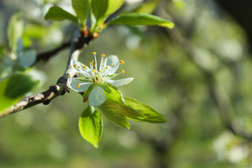 Blüte Zwetschkenbaum, Pflaumenbaum