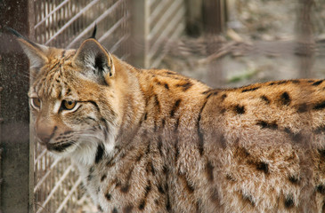 captive Eurasian lynx behind the blurred bars in the ZOO 