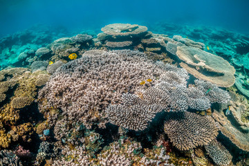 Colorful coral reef formations in clear blue ocean