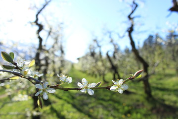 Blüten in Obstplantage, Spalier 